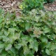 EPIMEDIUM x perralchicum 'Fröhnleiten'