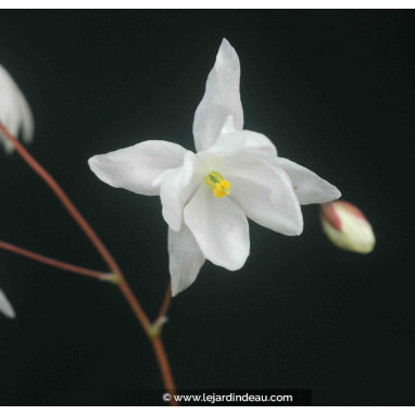 EPIMEDIUM youngianum \'Niveum\'