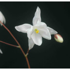 EPIMEDIUM youngianum 'Niveum'