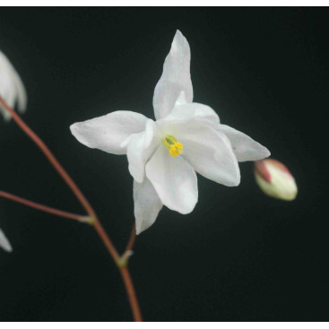 EPIMEDIUM youngianum \'Niveum\'