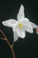 EPIMEDIUM youngianum 'Niveum'