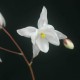 EPIMEDIUM youngianum 'Niveum'