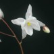 EPIMEDIUM youngianum 'Niveum'