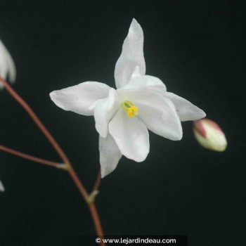 EPIMEDIUM youngianum &#039;Niveum&#039;