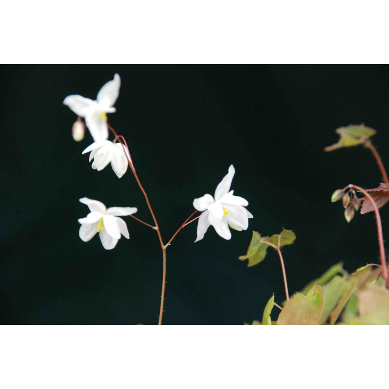 EPIMEDIUM youngianum 'Niveum'