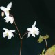 EPIMEDIUM youngianum 'Niveum'