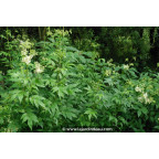 FILIPENDULA vulgaris