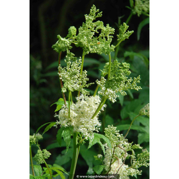 FILIPENDULA vulgaris