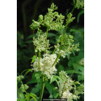FILIPENDULA vulgaris