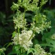 FILIPENDULA vulgaris