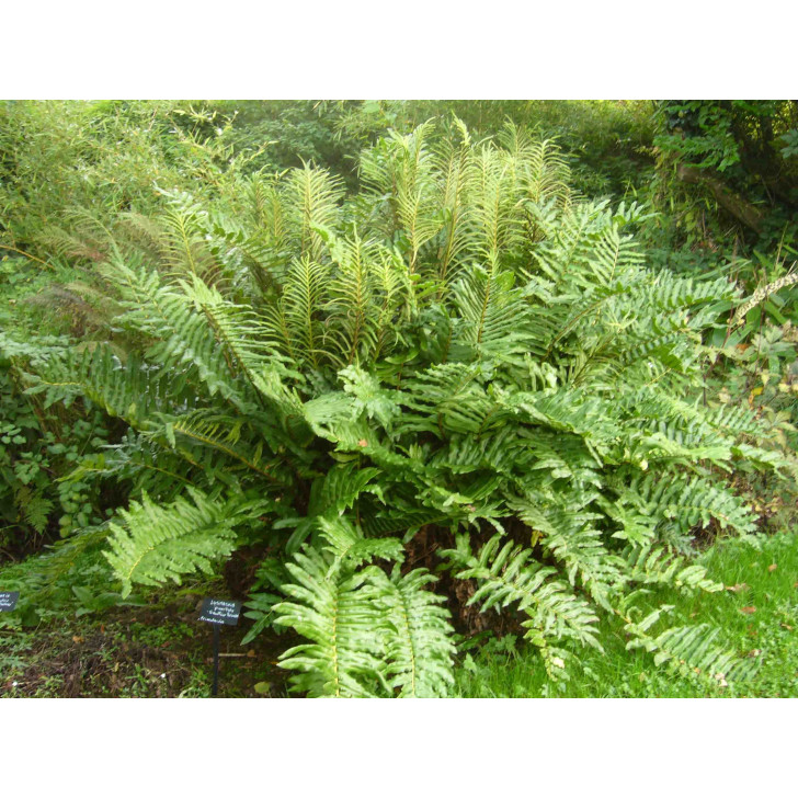 Blechnum chilense