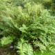 Blechnum chilense