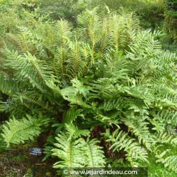 Blechnum chilense