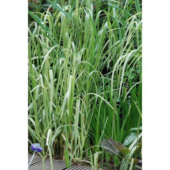GLYCERIA maxima 'Variegata'