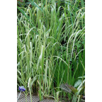 GLYCERIA maxima 'Variegata'