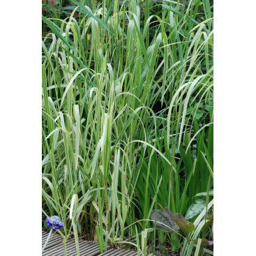 GLYCERIA maxima \'Variegata\'