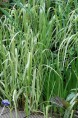 GLYCERIA maxima 'Variegata'