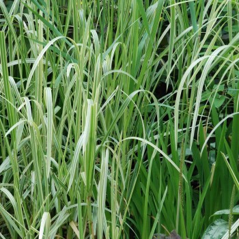 GLYCERIA maxima &#039;Variegata&#039;