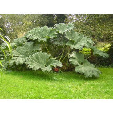 GUNNERA manicata