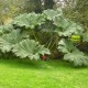 GUNNERA manicata