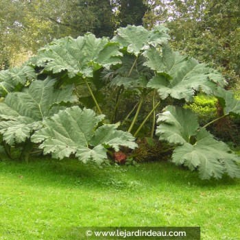 GUNNERA manicata