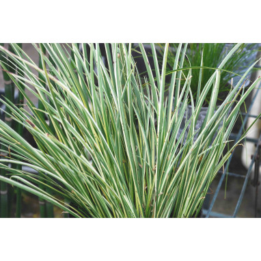 ACORUS gramineus \'Variegatus\'