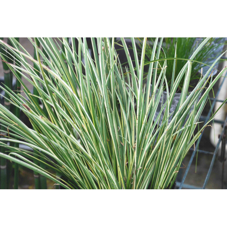 ACORUS gramineus 'Variegatus'