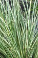 ACORUS gramineus 'Variegatus'