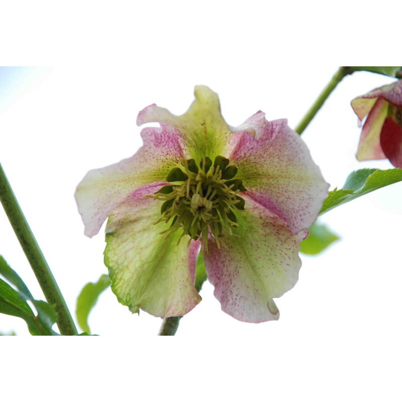 HELLEBORUS x hybridus HELLEBORUS x hybridus