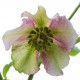 HELLEBORUS x hybridus