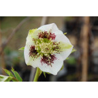 HELLEBORUS x hybridus HELLEBORUS x hybridus