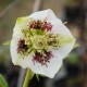 HELLEBORUS x hybridus