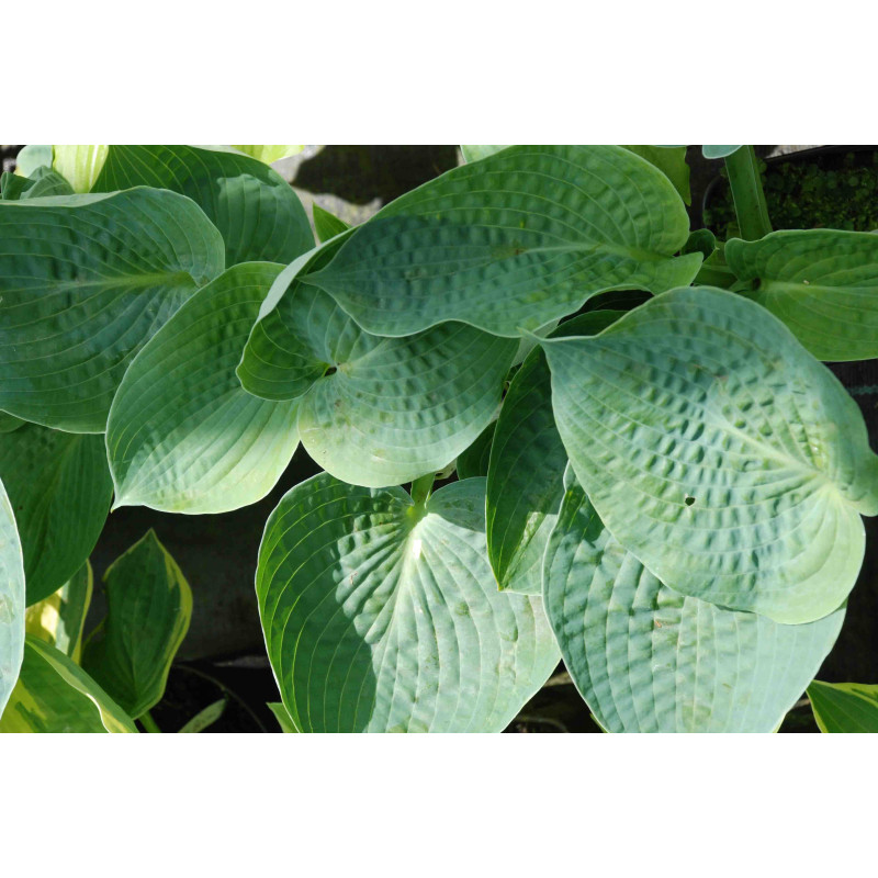 HOSTA 'Big Daddy' HOSTA 'Big Daddy'