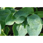 HOSTA 'Big Daddy' HOSTA 'Big Daddy'