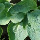 HOSTA 'Big Daddy'