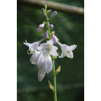HOSTA 'August Moon'