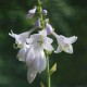 HOSTA 'August Moon'