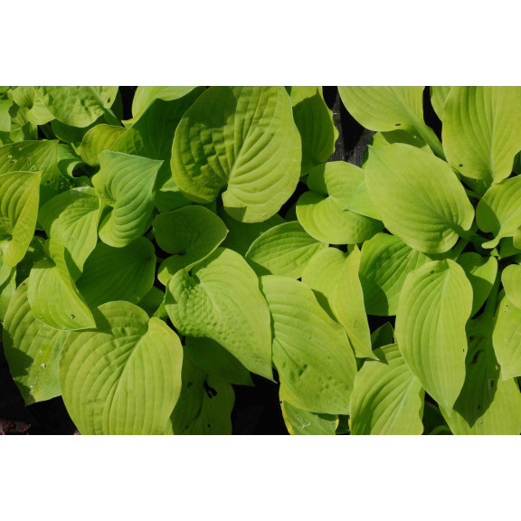 HOSTA 'August Moon'