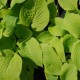 HOSTA 'August Moon'