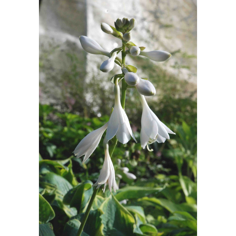 Hosta 'Frances Williams' Hosta 'Frances Williams'