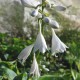 Hosta 'Frances Williams'