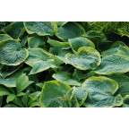 Hosta 'Frances Williams' Hosta 'Frances Williams'