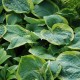 Hosta 'Frances Williams'