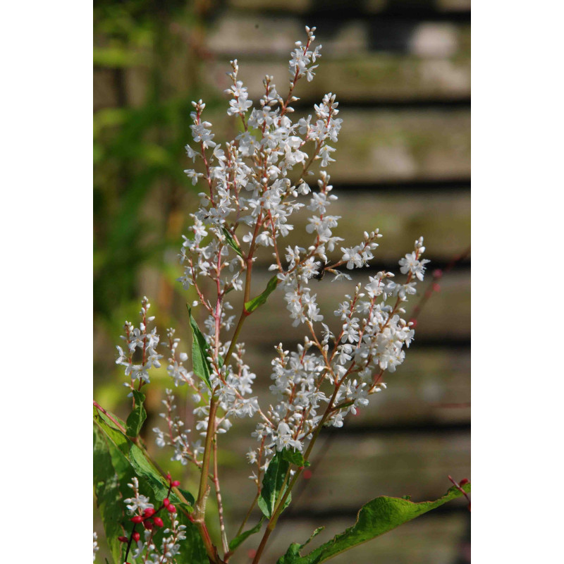 PERSICARIA wallichii