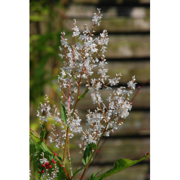 PERSICARIA wallichii
