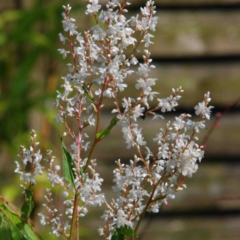 PERSICARIA wallichii