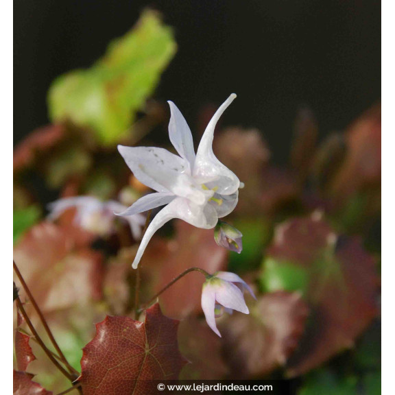 Epimedium pauciflorum