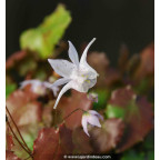 Epimedium pauciflorum