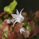 Epimedium pauciflorum