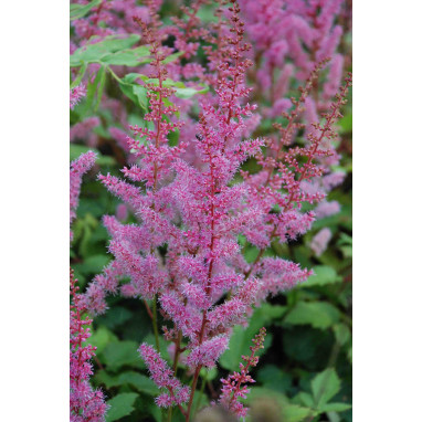 ASTILBE chinensis var. pumila \'S&eacute;r&eacute;nade\'